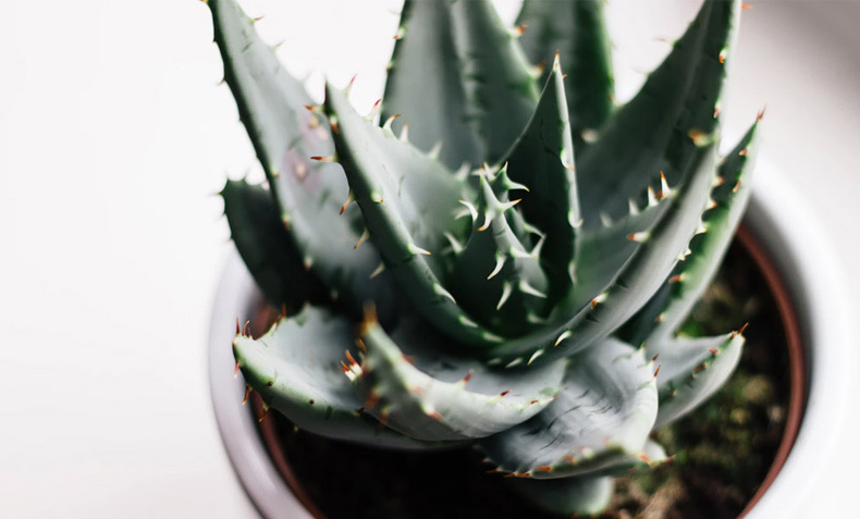 healing-bathroom-plant