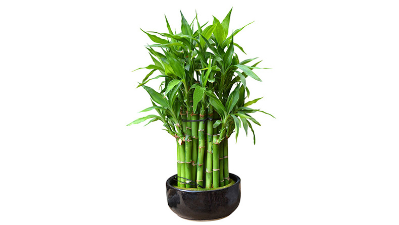 bamboo-plant