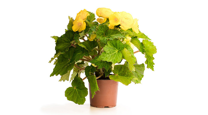 begonia-plant