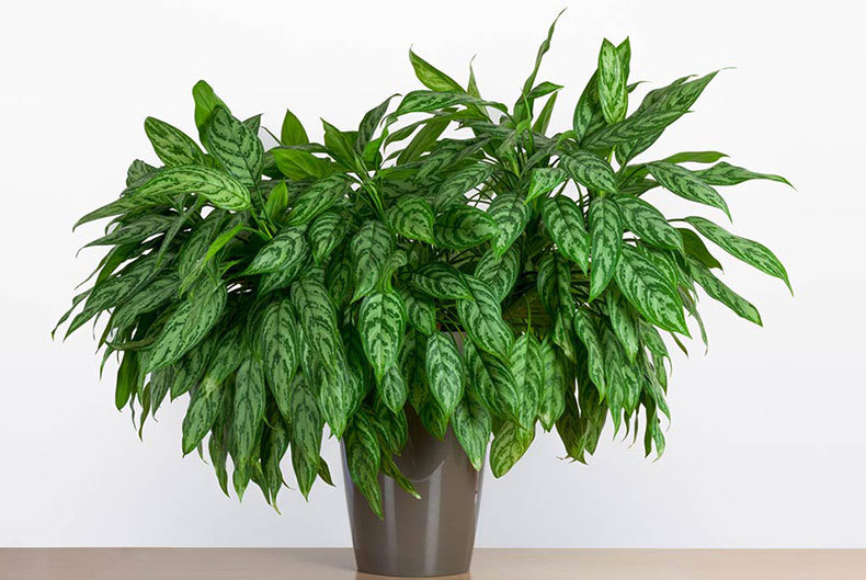 chinese-evergreen