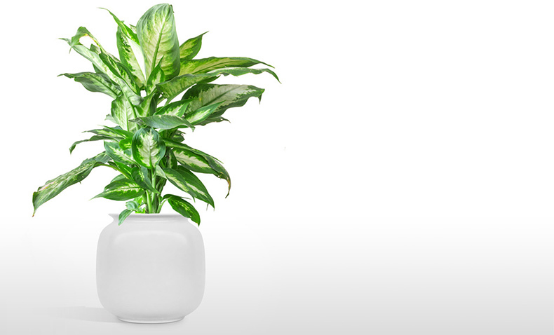 dieffenbachia