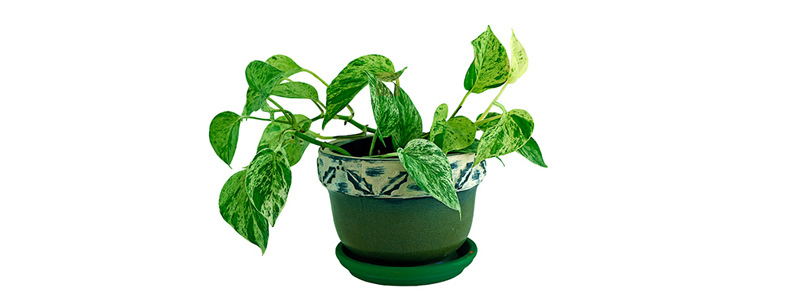 philodendron