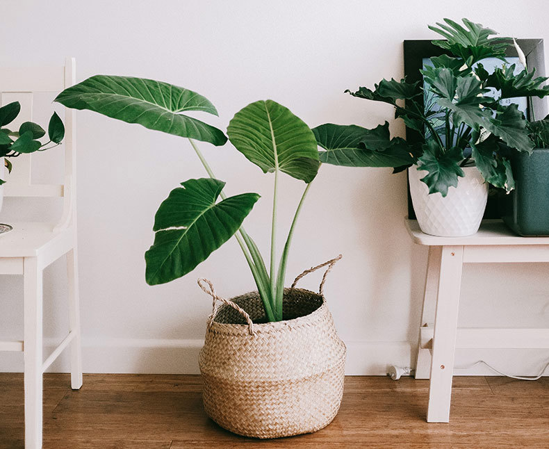 favourite-bathroom-plants