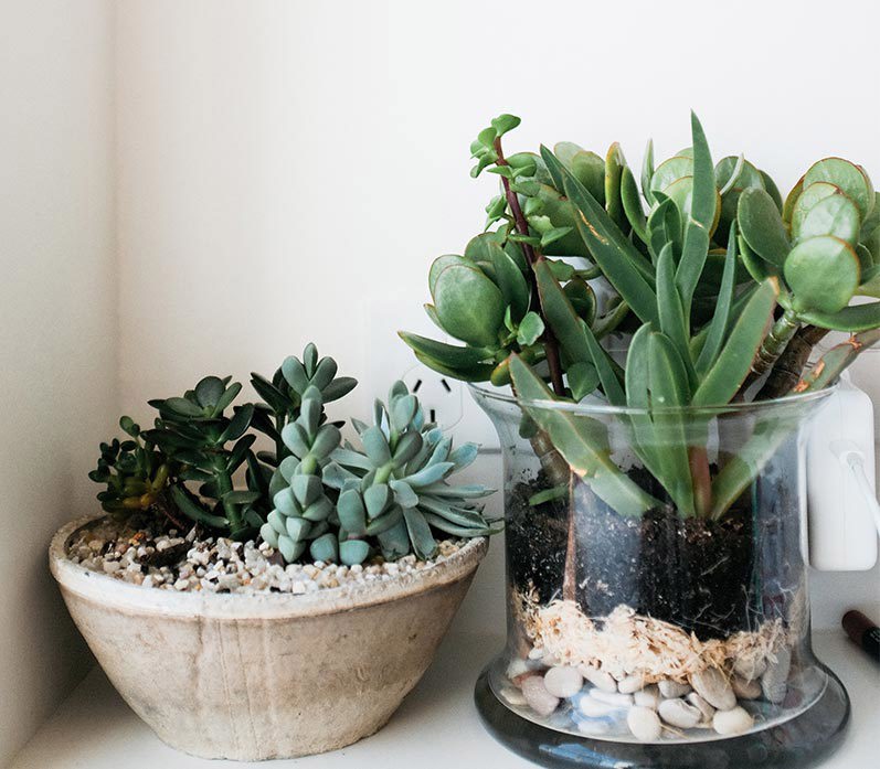 favourite-bathroom-plants