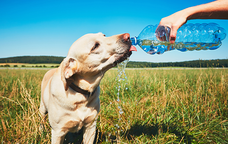 Dog with a water bottle